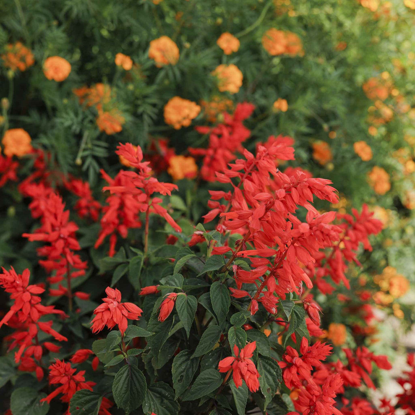 Sage Blaze of Fire fiery red blooms with orange accents on a green background