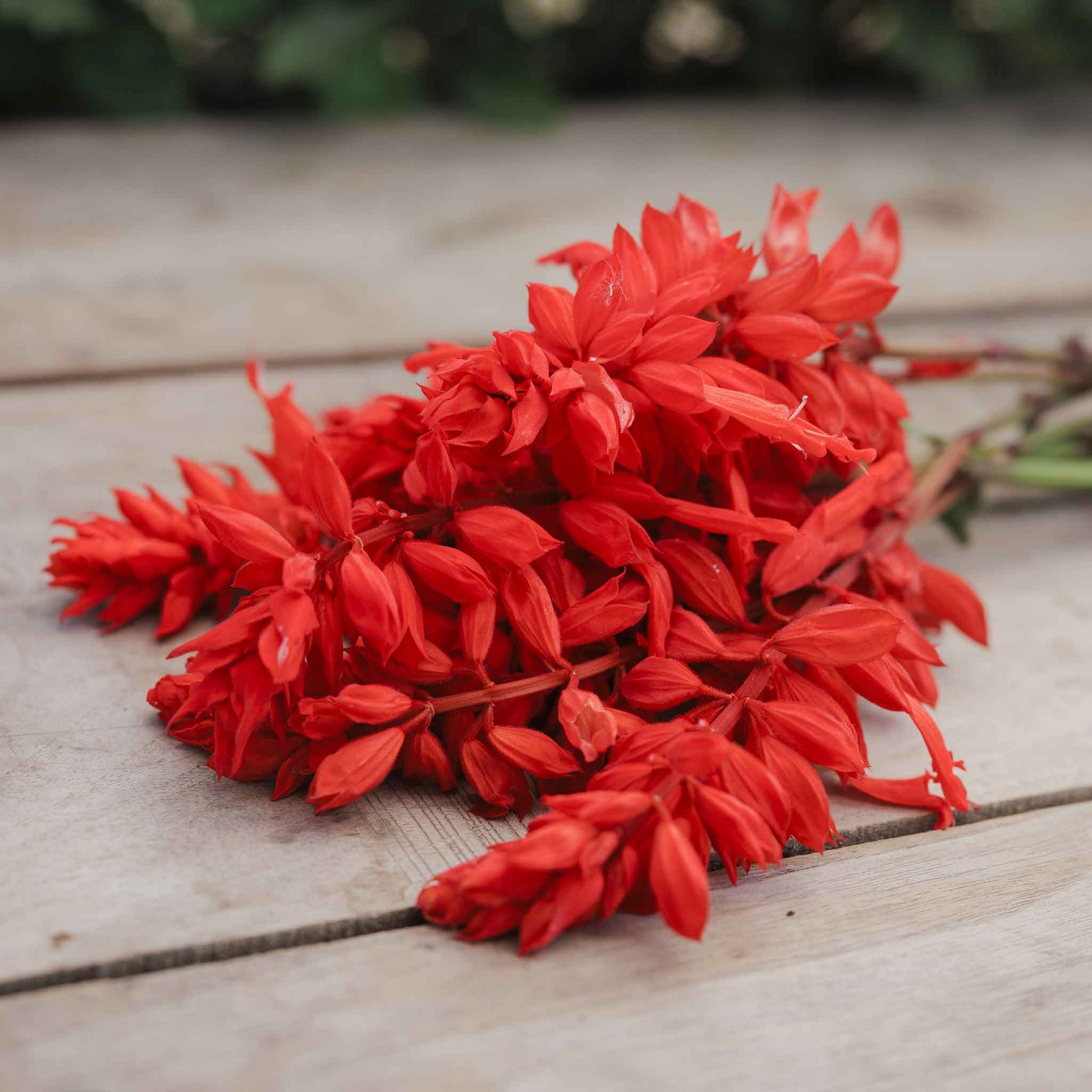 Sage Blaze of Fire red flower spikes laid on a warm terracotta background