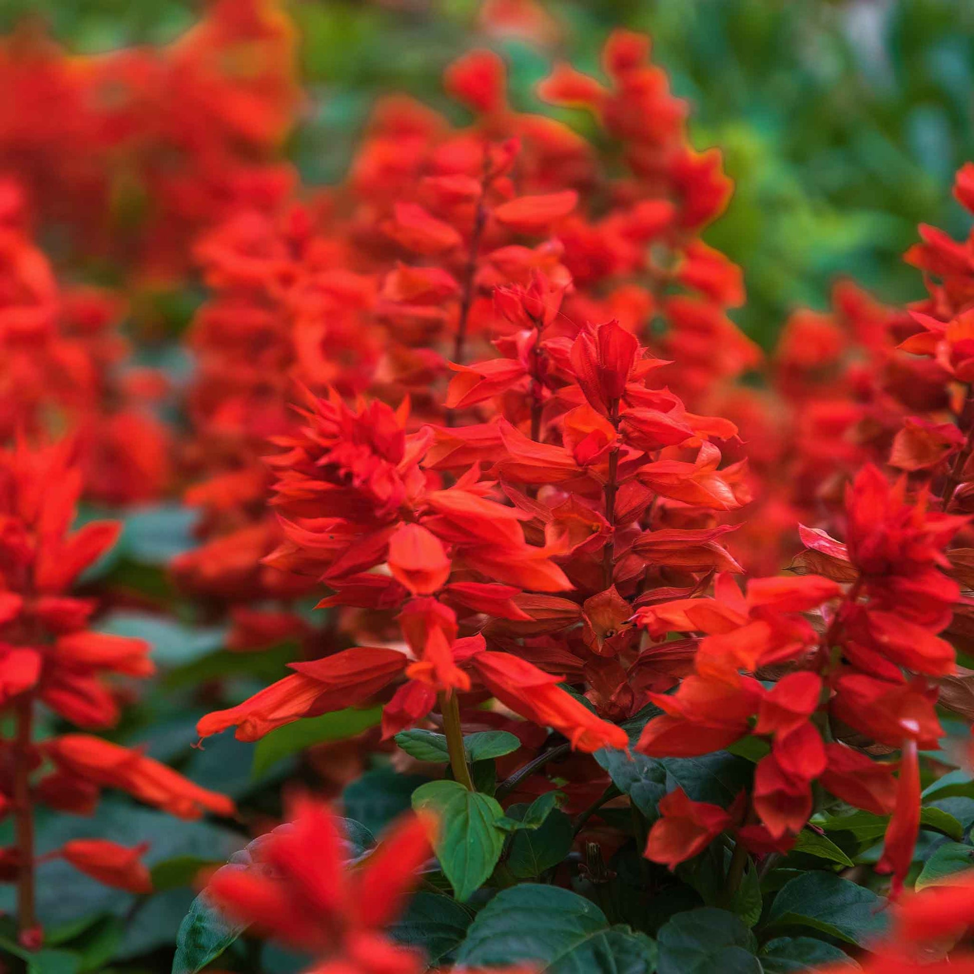 Sage Blaze of Fire red-orange flower spikes against a blurred green background