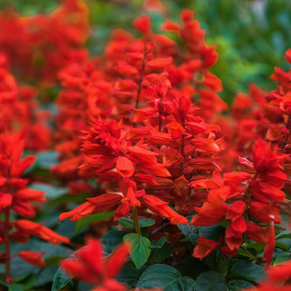 Sage Blaze of Fire red-orange flower spikes against a blurred green background