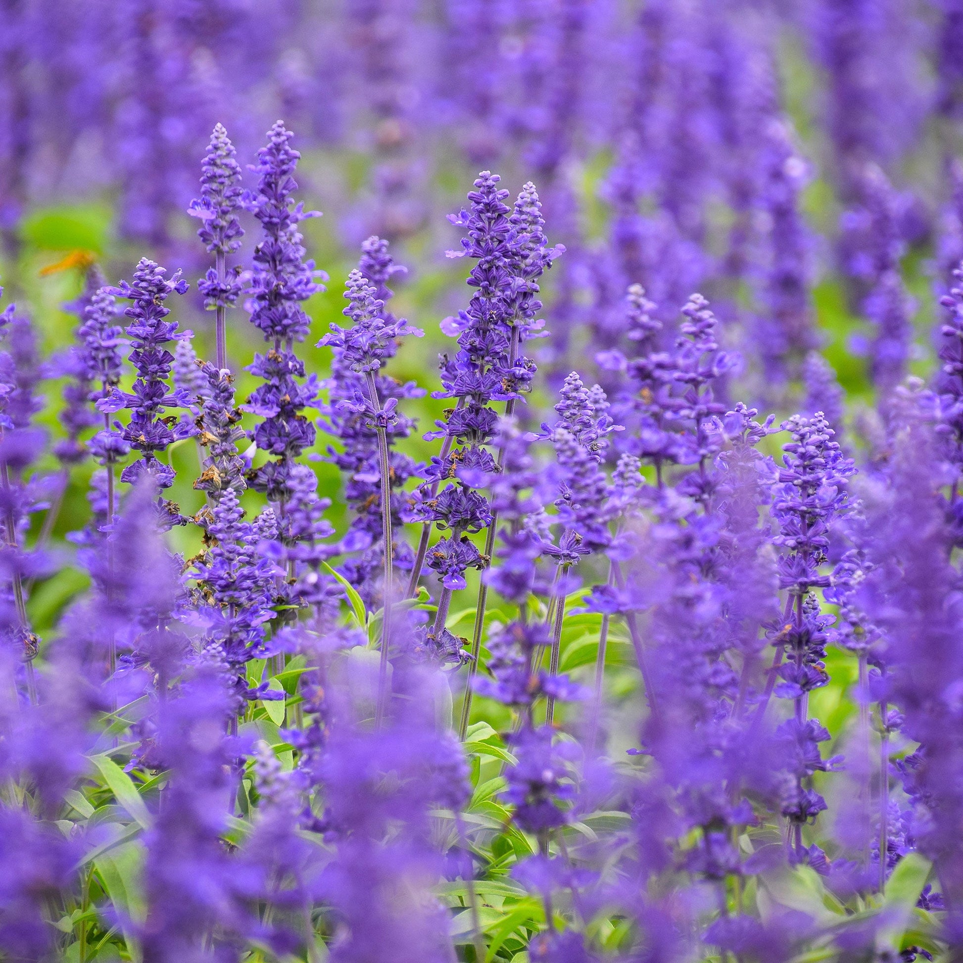 Blue Sage blue flowers with green leaves on a blurred outdoor background