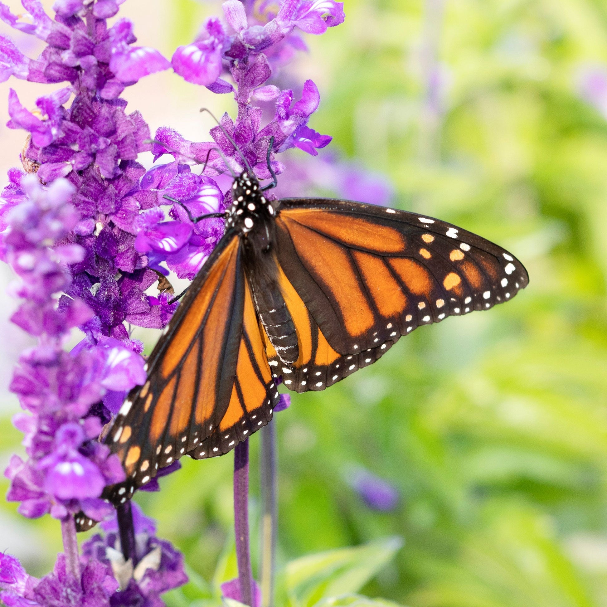 Blue Sage purple-blue blooms with a monarch butterfly on a soft green background