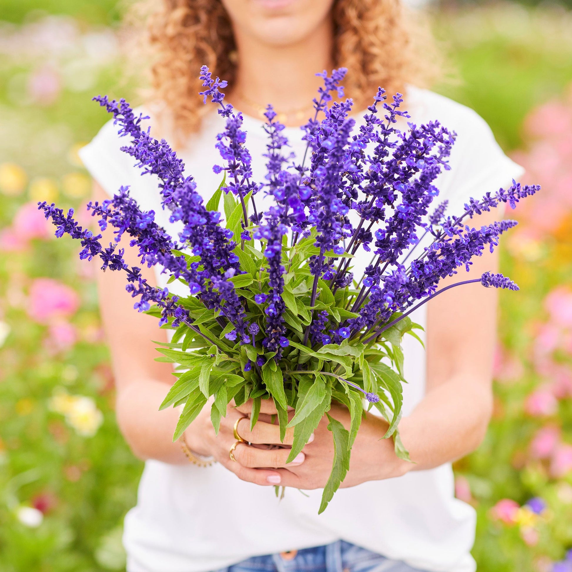 Blue Sage purple-pink flowers held by a person against a light blurred background