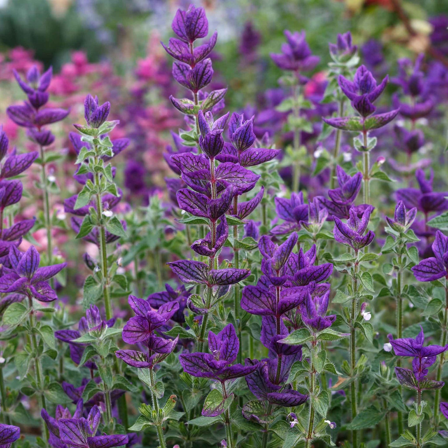Clary Sage Blue Monday blue-purple flowers with green foliage and unopened buds