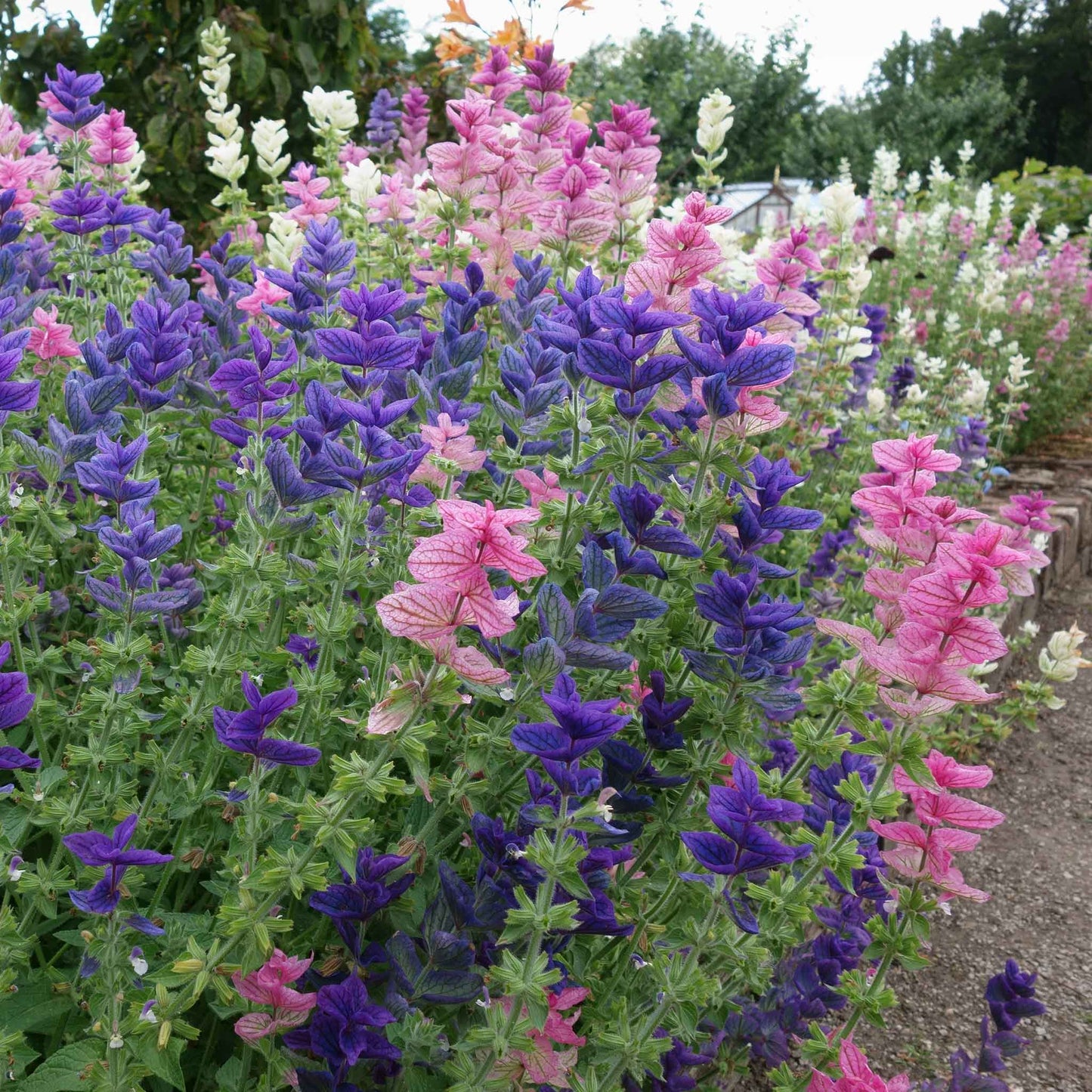 Clary Sage Blue Monday blue and pink flowers with green stems on blurred background