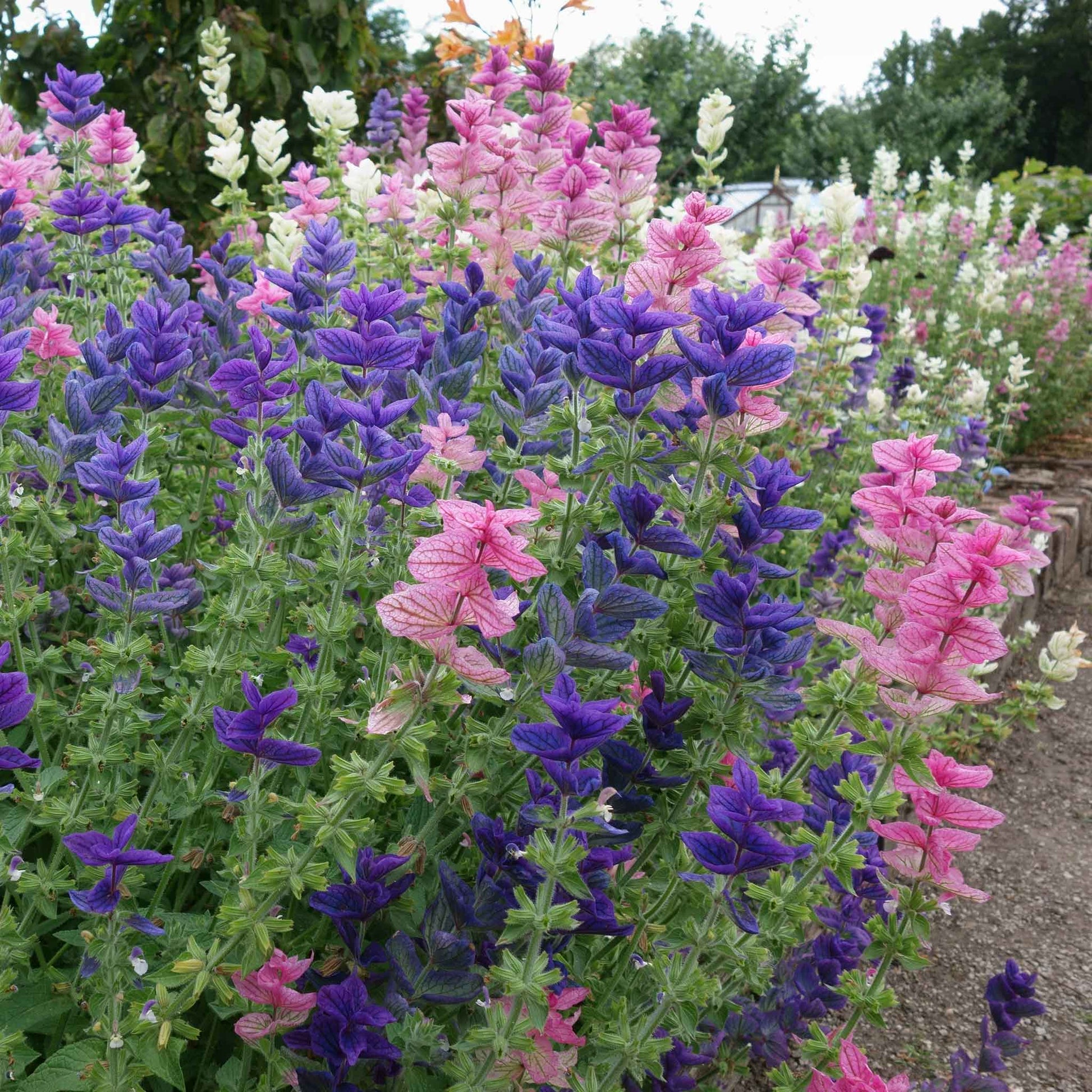 Clary Sage Blue Monday blue and pink flowers with green stems on blurred background