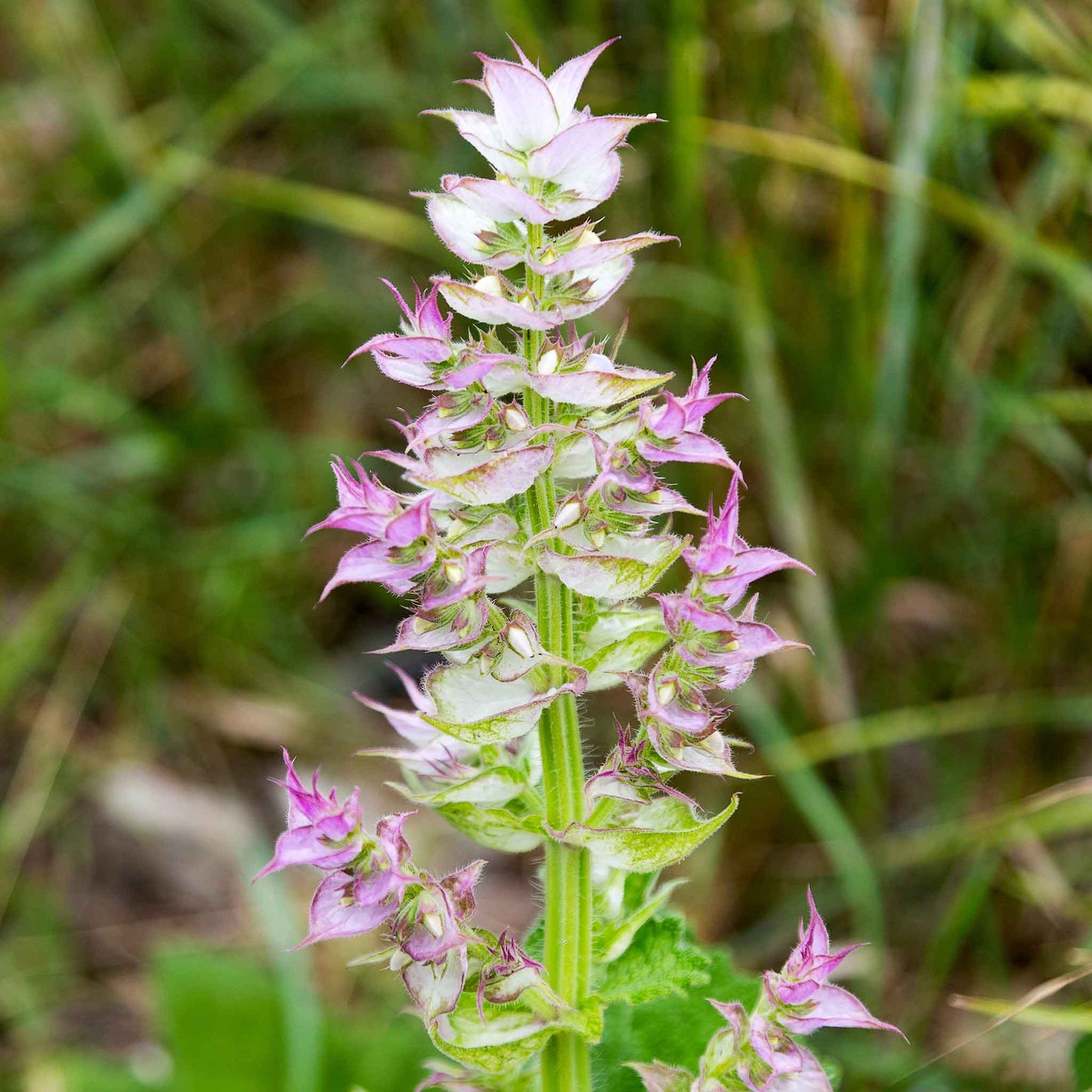 Clary Sage Bluish-White flowers with pink tones against a green leafy background