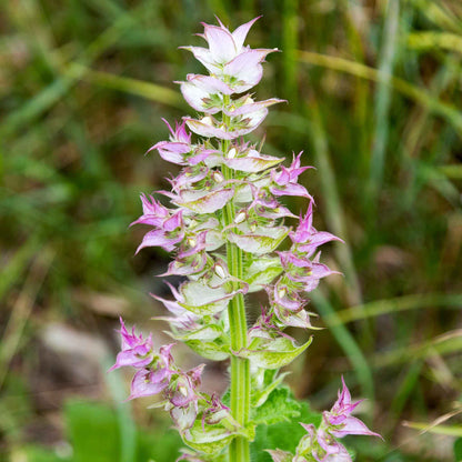 Clary Sage Bluish-White flowers with pink tones against a green leafy background