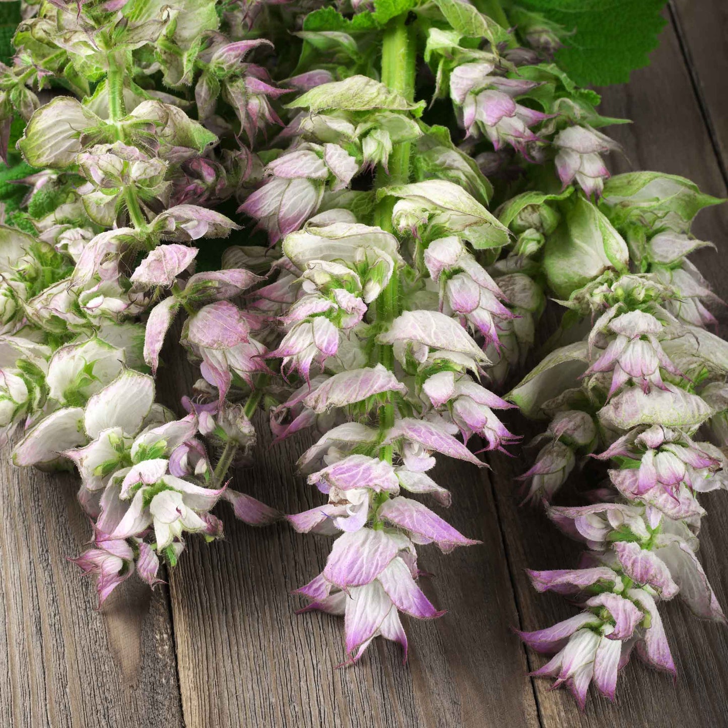 Clary Sage Bluish-White pale pink flowers with green leaves on a muted background