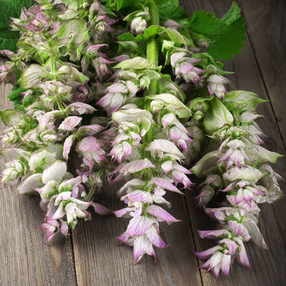 Clary Sage Bluish-White pale pink blooms with green leaves on a wooden background