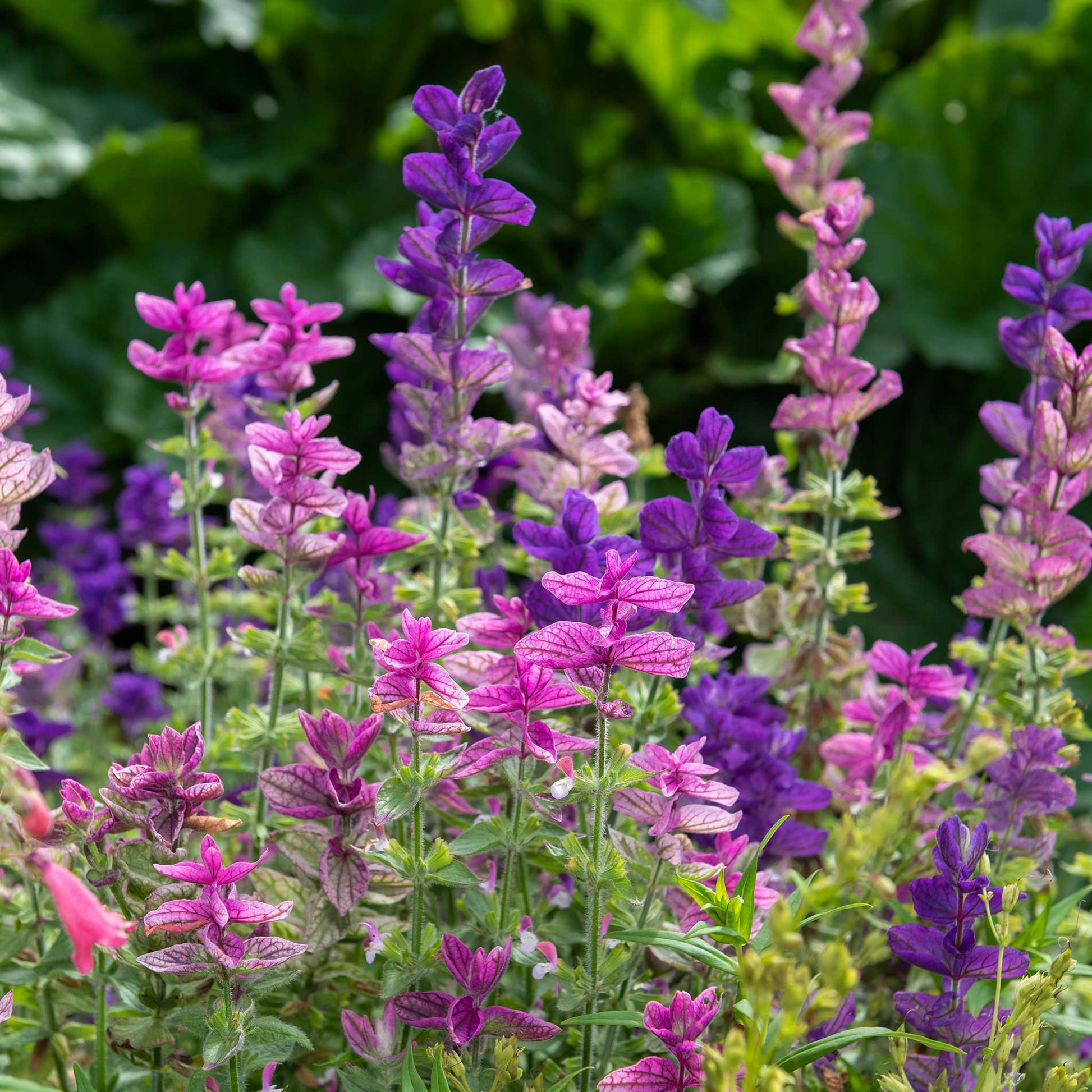 Clary Sage Tricolor Mix purple flowers with green leaves on a blurred background