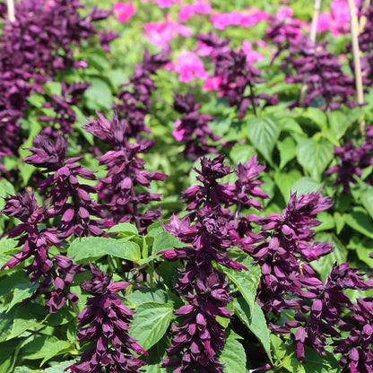 Vibrant, deep purple tubular flower spikes of Estella Purple Sage blooming in a garden setting.
