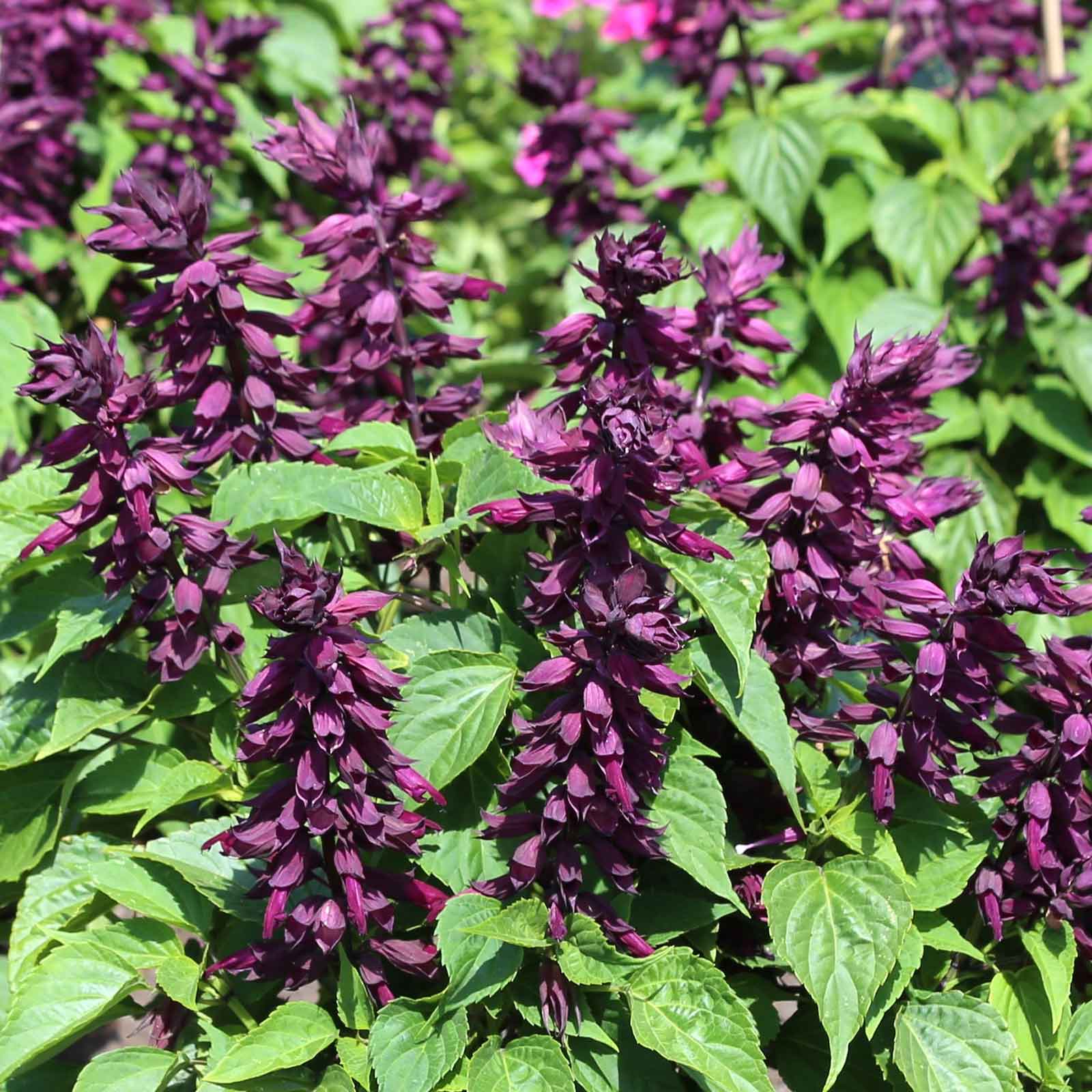 Vibrant, deep purple tubular flower spikes of Estella Purple Sage blooming in a garden setting.