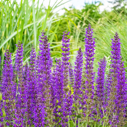 Meadow Sage tall purple flower spikes against a blurred green background