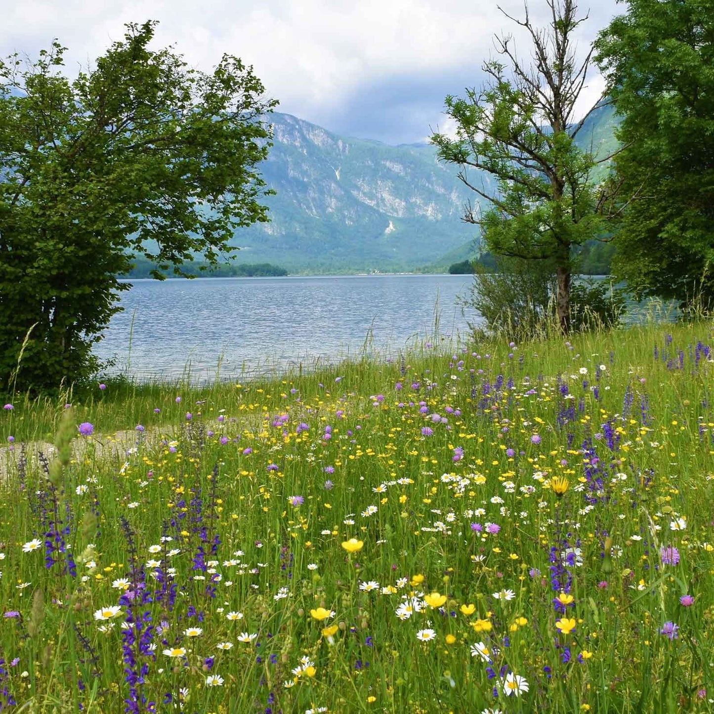 Meadow Sage purple flowers in a wide green meadow with water in the background