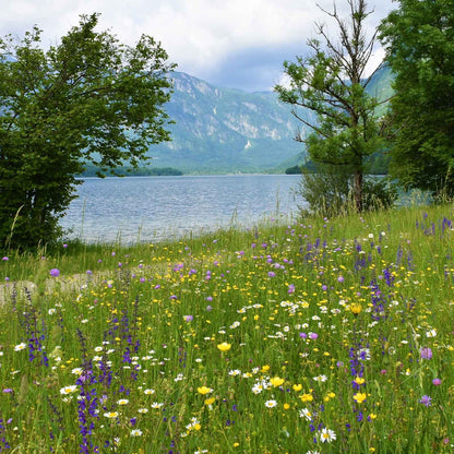 Meadow Sage purple flowers in a wide green meadow with water in the background