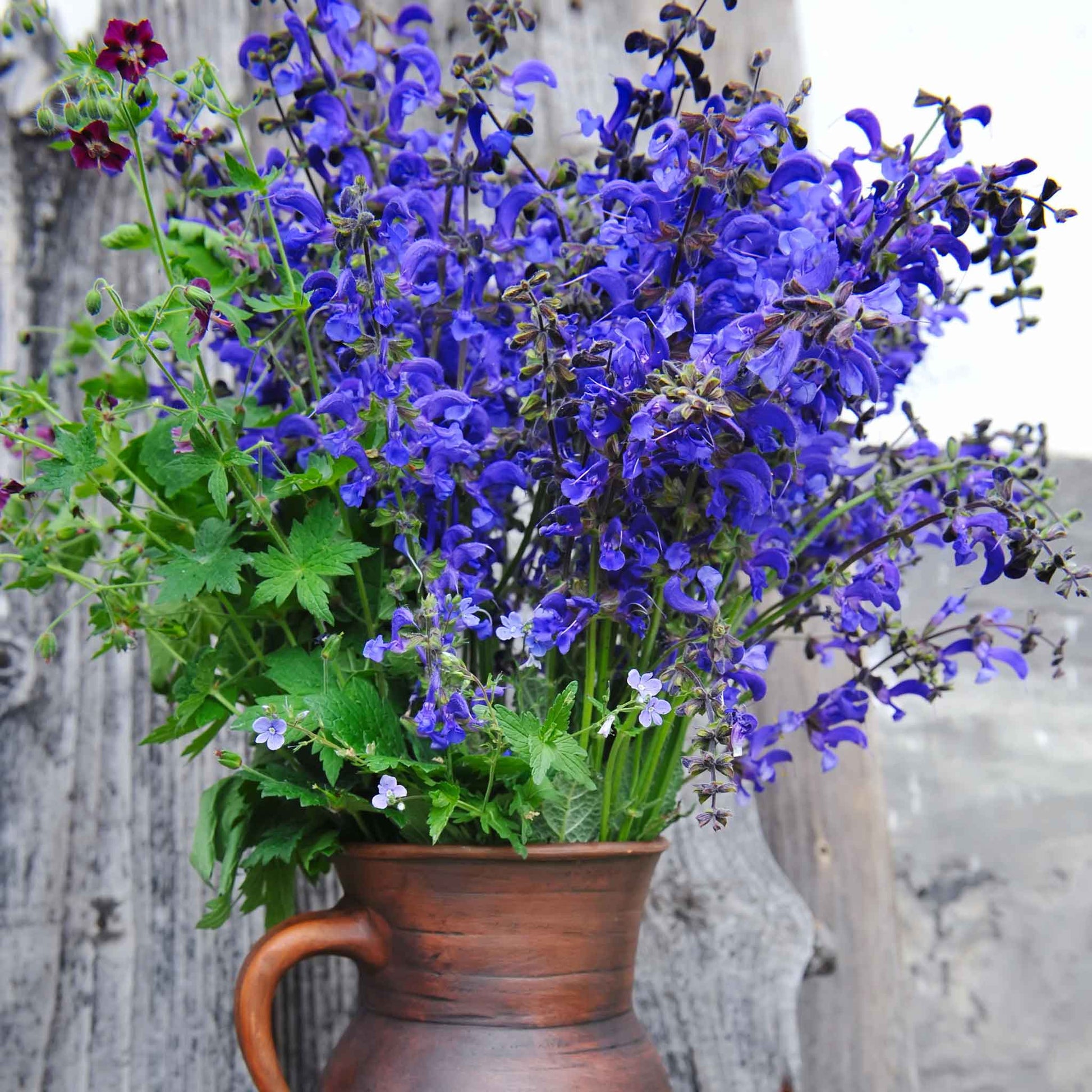 Meadow Sage purple-blue flower clusters on green stems in a garden pot