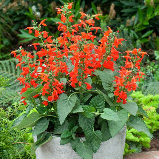 Scarlet Sage flowers with bright red blooms against a green leafy background | copyright: Floramedia UK Ltd