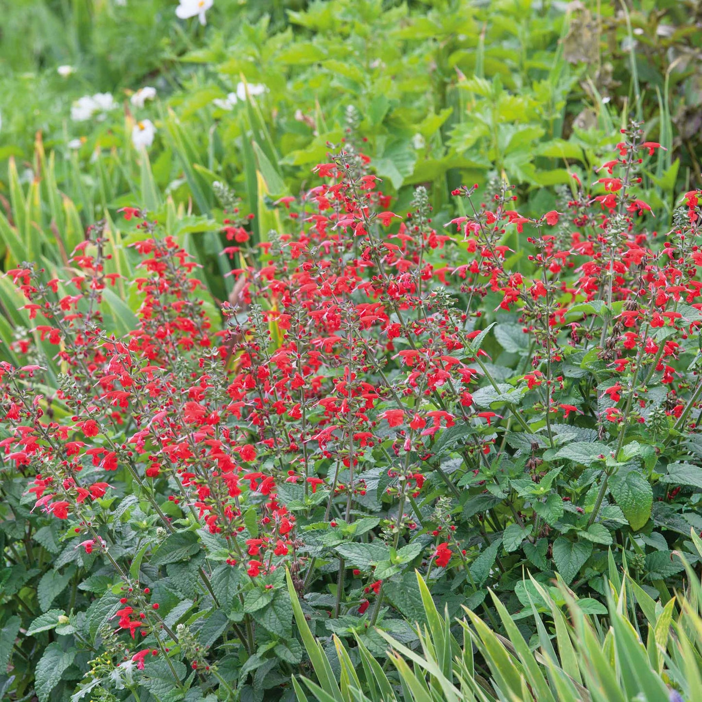 Scarlet Sage flowers with deep red clusters against a blurred green background