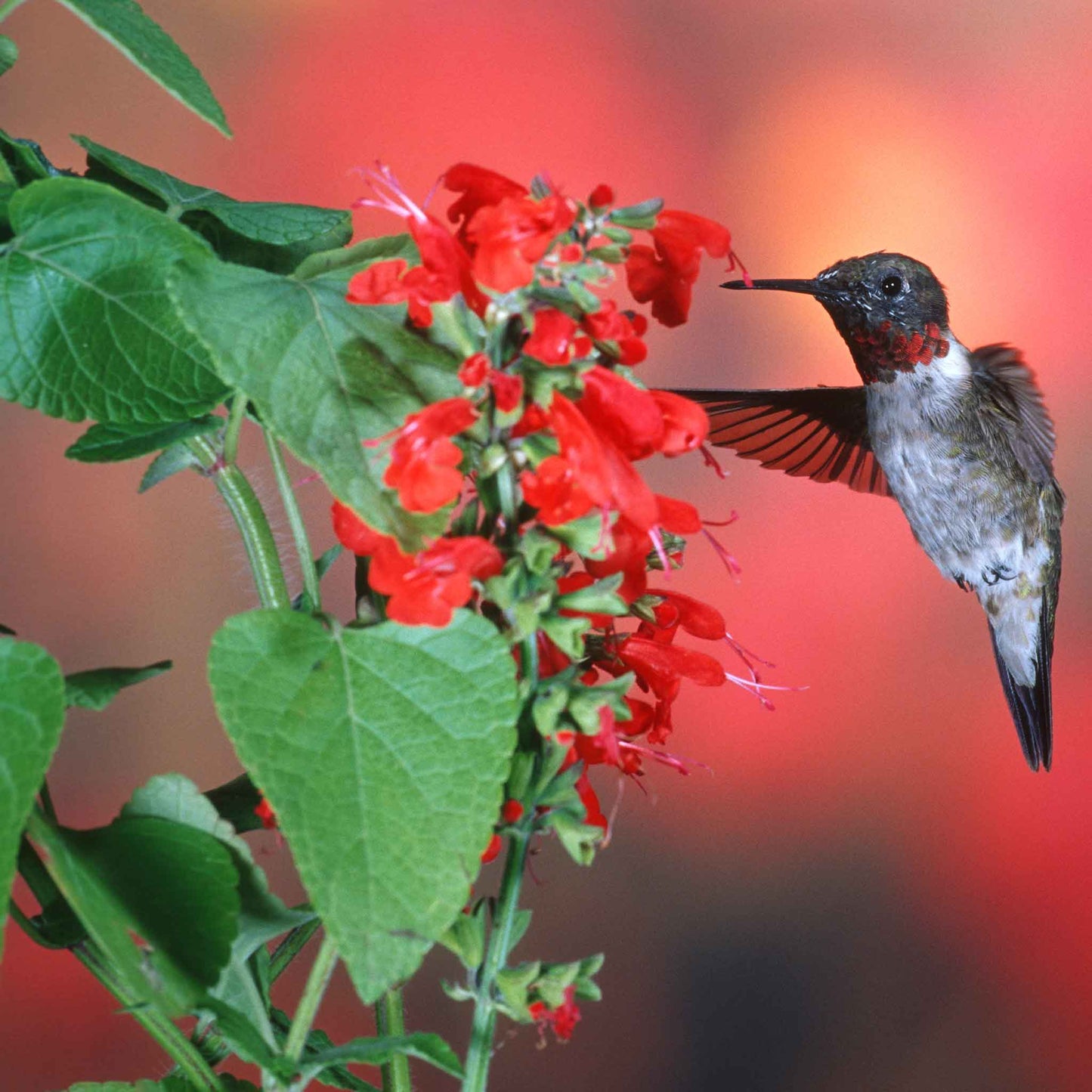 Scarlet Sage red blooms with a hummingbird against a blurred red-green background