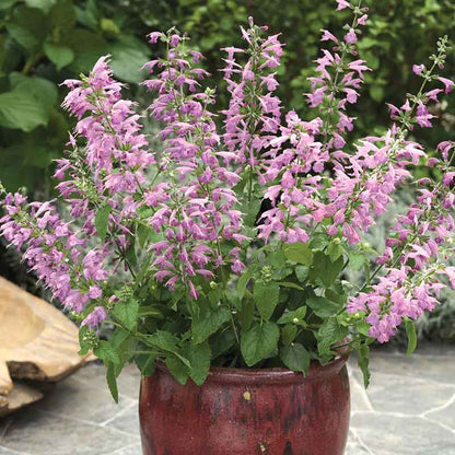 Sage Summer Jewel Lavender pink-purple flowers in a terracotta pot on a patio