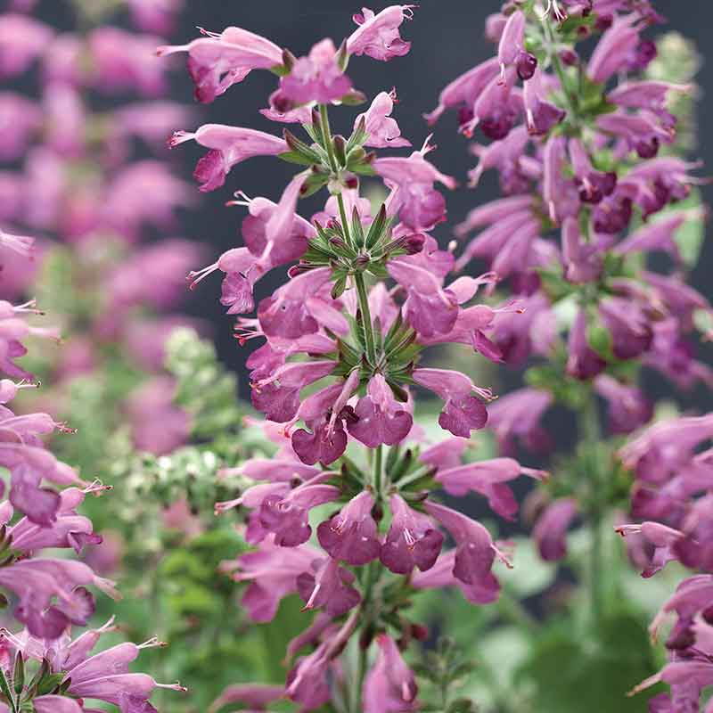 Sage Summer Jewel Lavender deep purple flower with green leaves on blurred background