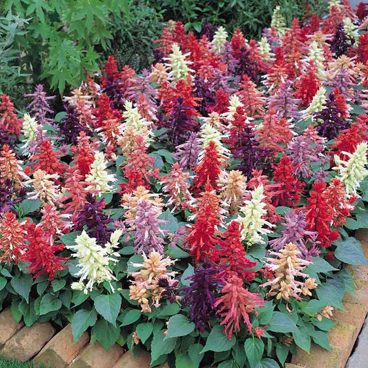 Sage Vista Mix red and pink flower spikes with green leaves on a blurred background