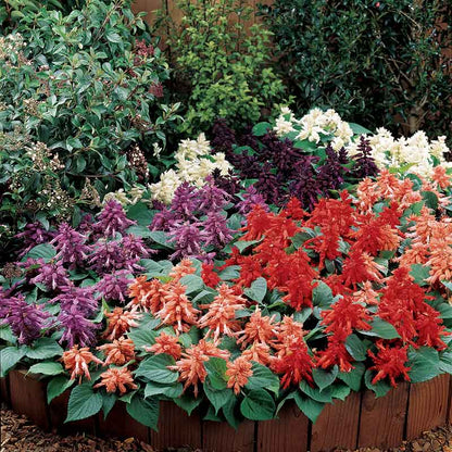 Sage Vista Mix purple, pink, red, and white flowers with lush green foliage