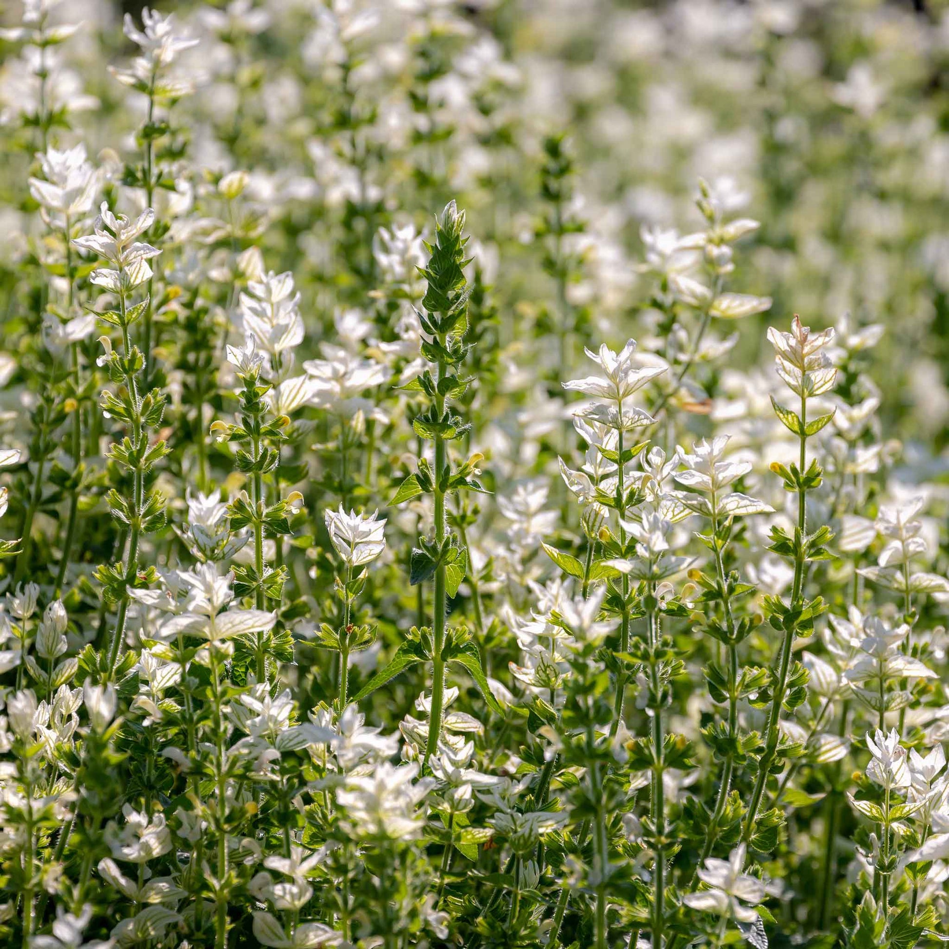 Clary Sage White Swan white flowers with yellow centers on green stems
