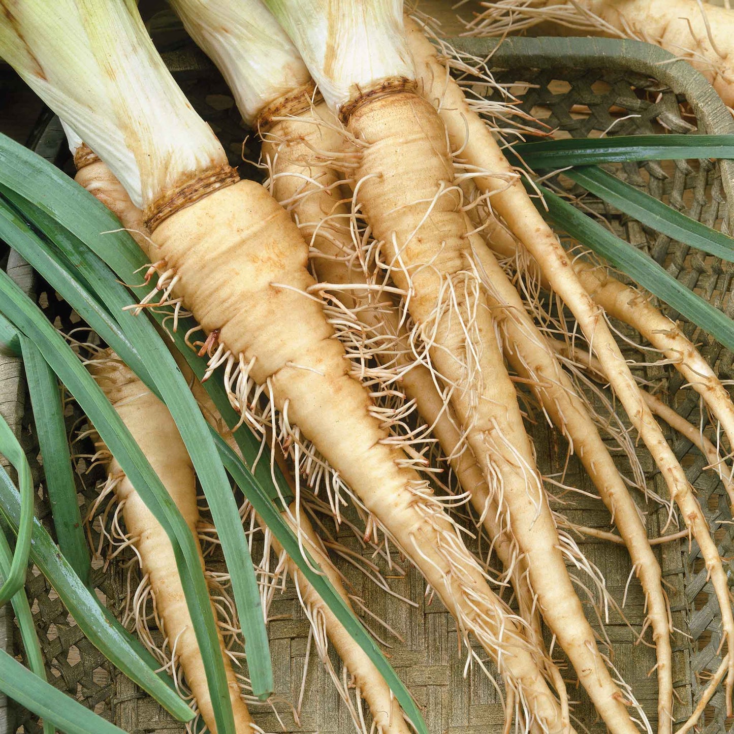 A group of Mammoth Sandwich Island salsify long slender roots.