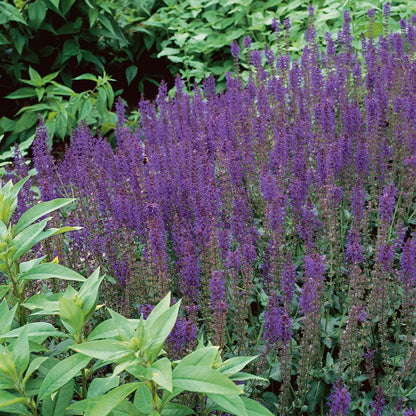 Salvia may night with tall purple spikes standing in a lush green garden setting.