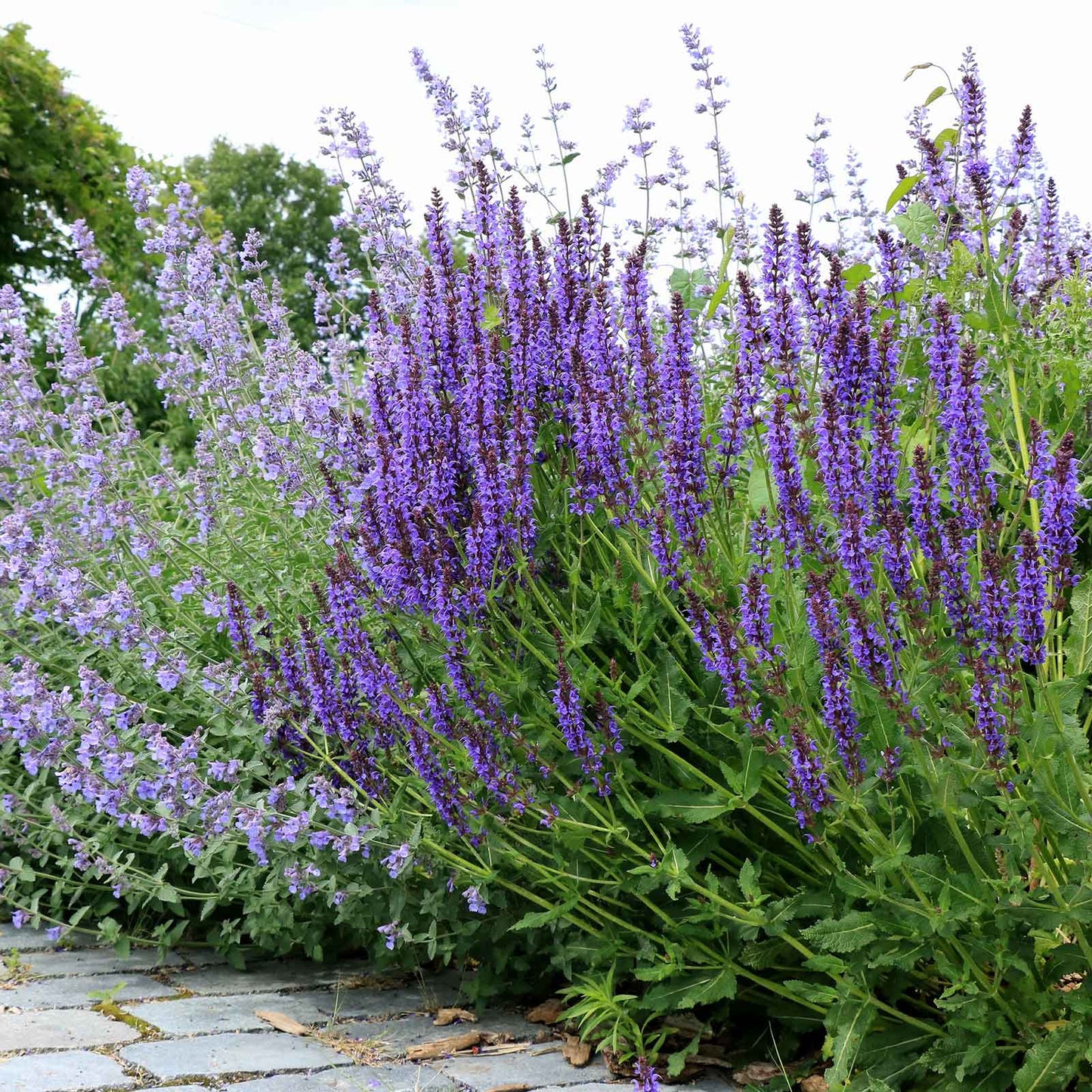 Salvia may night with purple spikes blooming among green plants in a sunny garden.