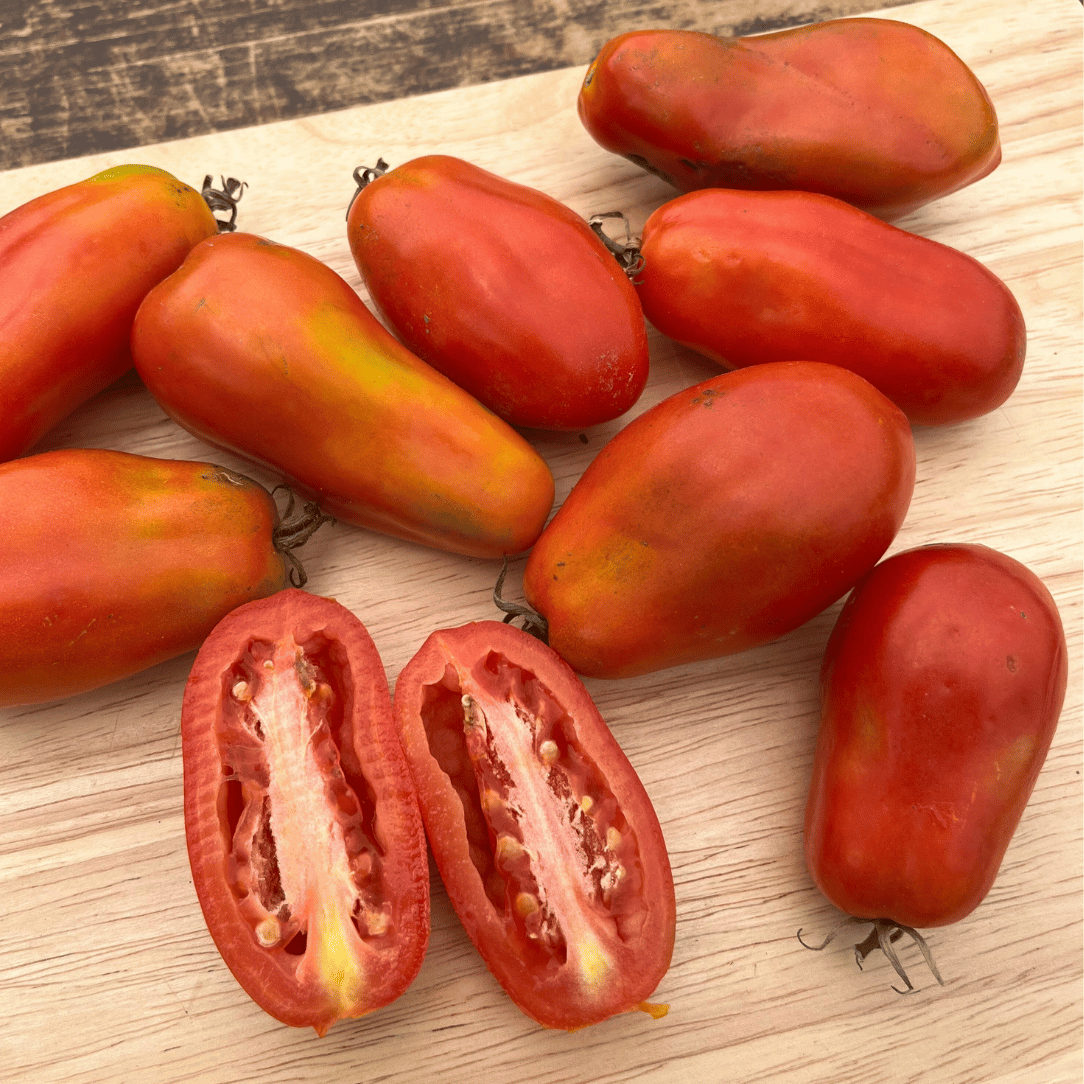 San Marzano Tomato Seedlings