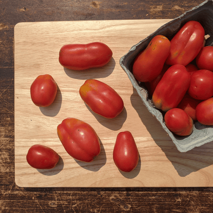 San Marzano Tomato Seedlings