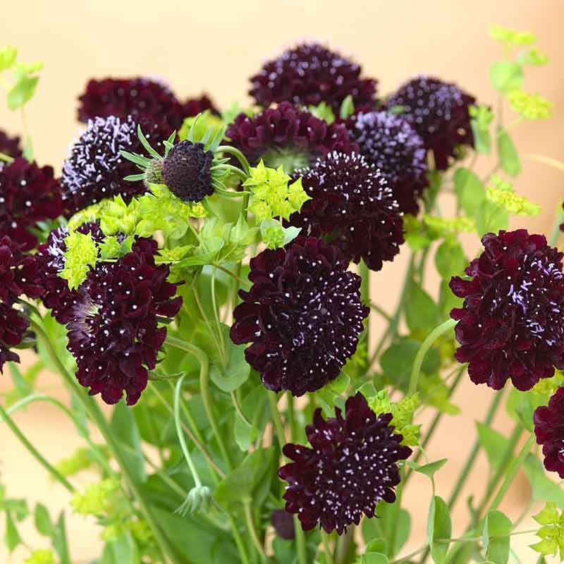 Dark purple Scabiosa Black Knight flowers with green stems on a bright yellow background