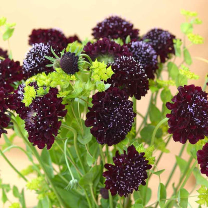 Dark purple Scabiosa Black Knight flowers with green stems on a bright yellow background