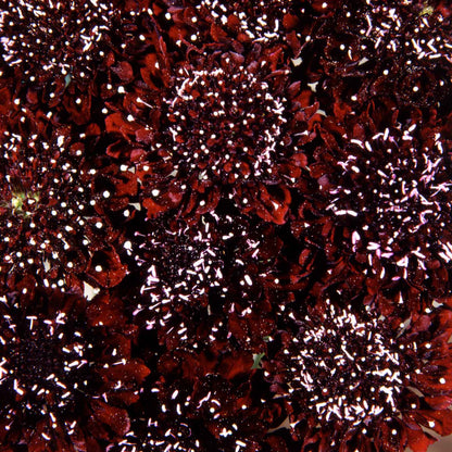 Dark maroon black knight scabiosa flower with white-tipped pins filling the frame.