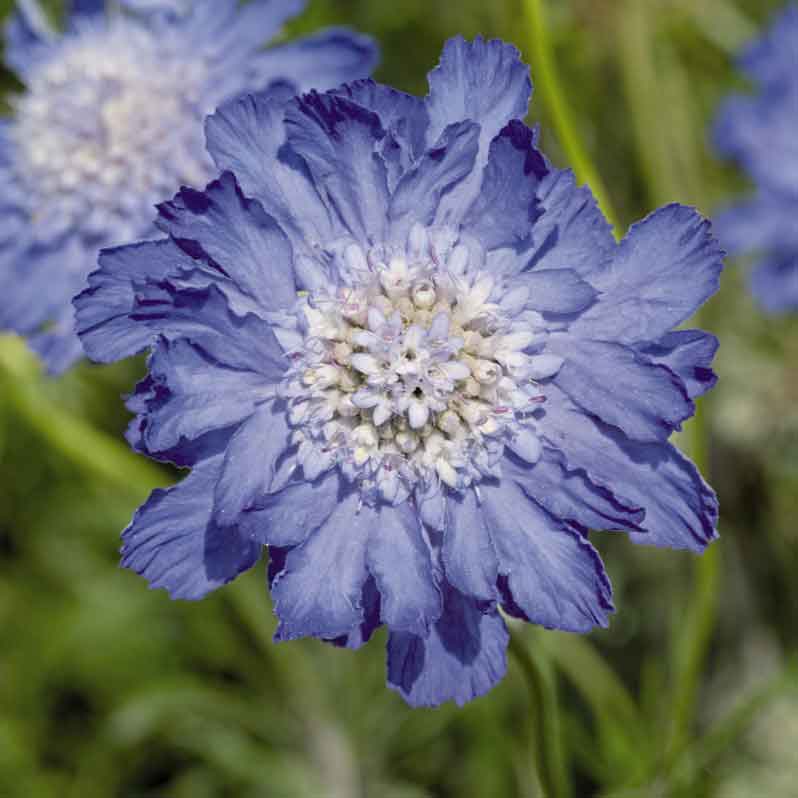 Blue-purple Scabiosa Fama Deep Blue flower with light center on a blue background