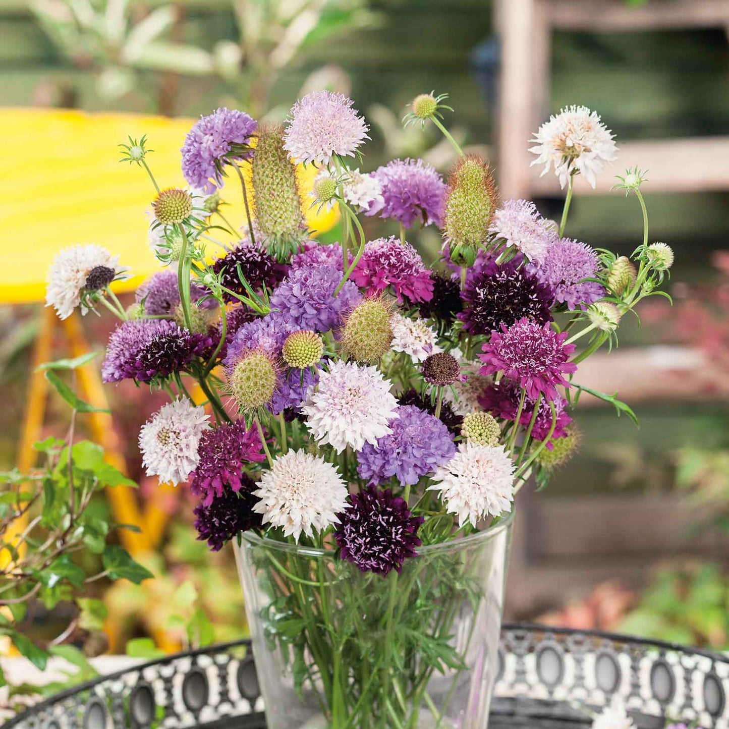 Purple Scabiosa Tall Double Mix flowers in a glass vase on a bright yellow background