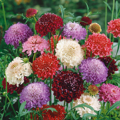 Mixed red, pink, and white Scabiosa Tall Double Mix flowers on a blurred background
