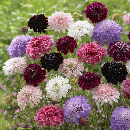 Mixed purple, pink, and white Scabiosa Tall Double Mix flowers on a blurred background
