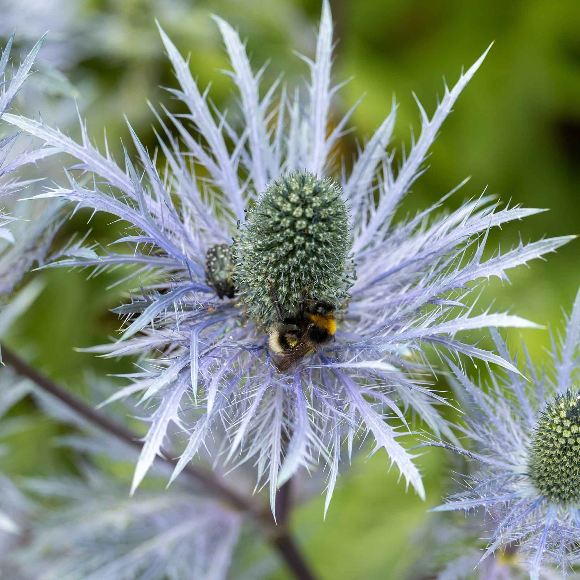 A close-up shot of a Blue Star Sea Holly flower, showcasing its spiky, metallic blue bracts.