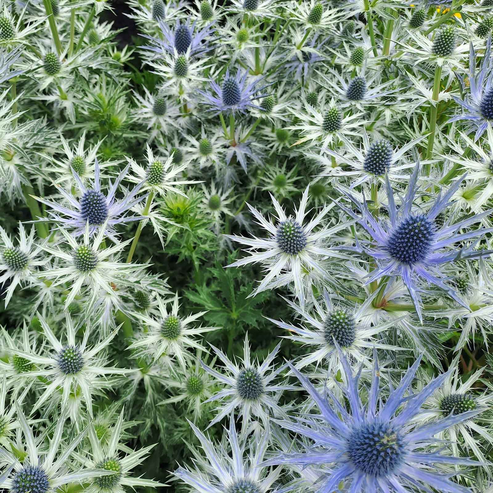 Close-up of a vibrant blue sea holly flowers with spiky bracts and a distinctive cone-shaped center.
