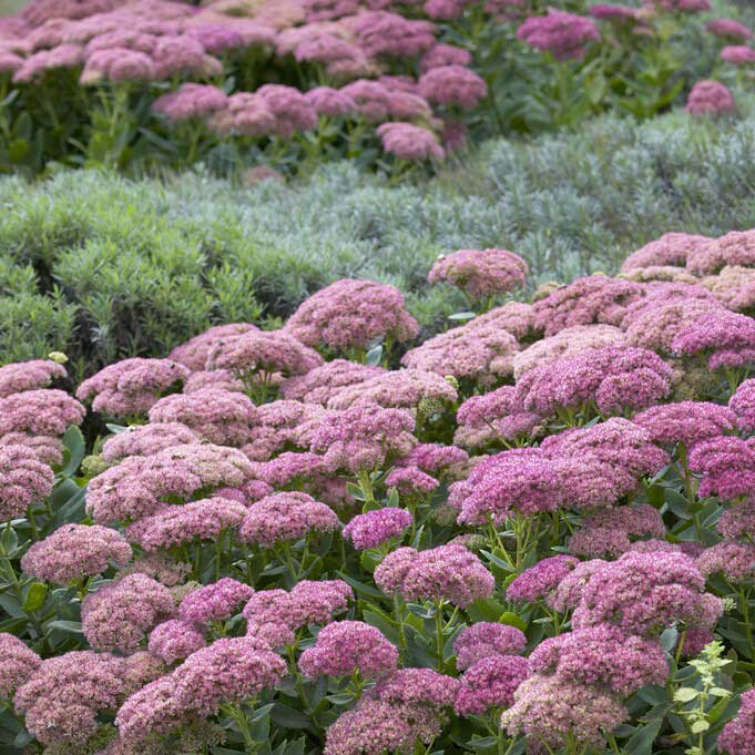 Sedum autumn joy with pink flower clusters covering a sunny garden border.