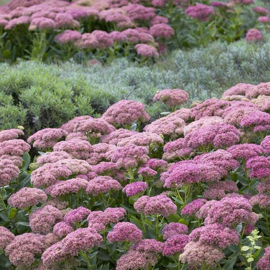 Sedum autumn joy with pink flower clusters covering a sunny garden border.