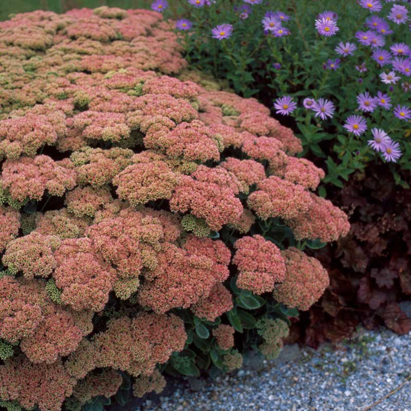 Sedum autumn joy with rust-orange flower clusters along a garden path in autumn.