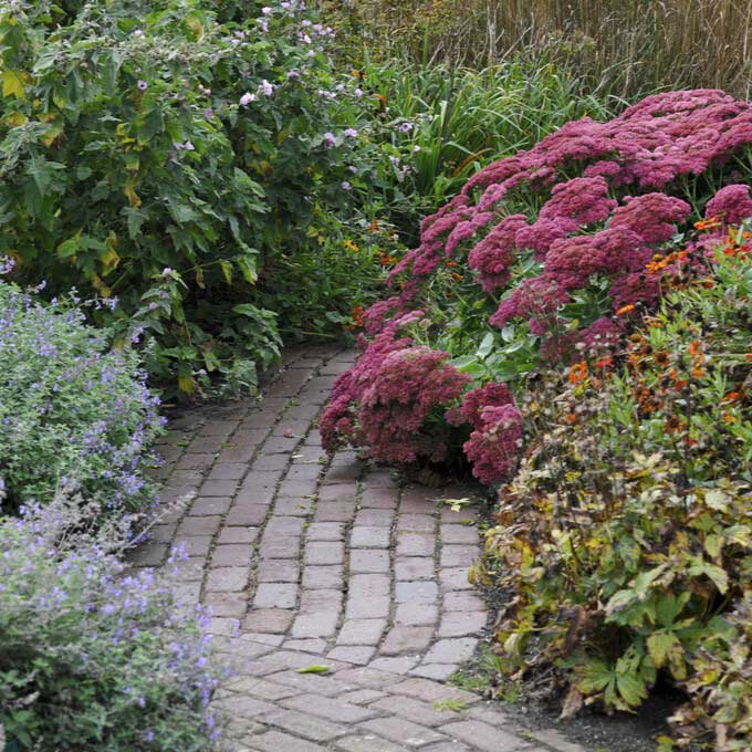 Sedum autumn joy with pink blooms lining a brick garden path with green foliage.