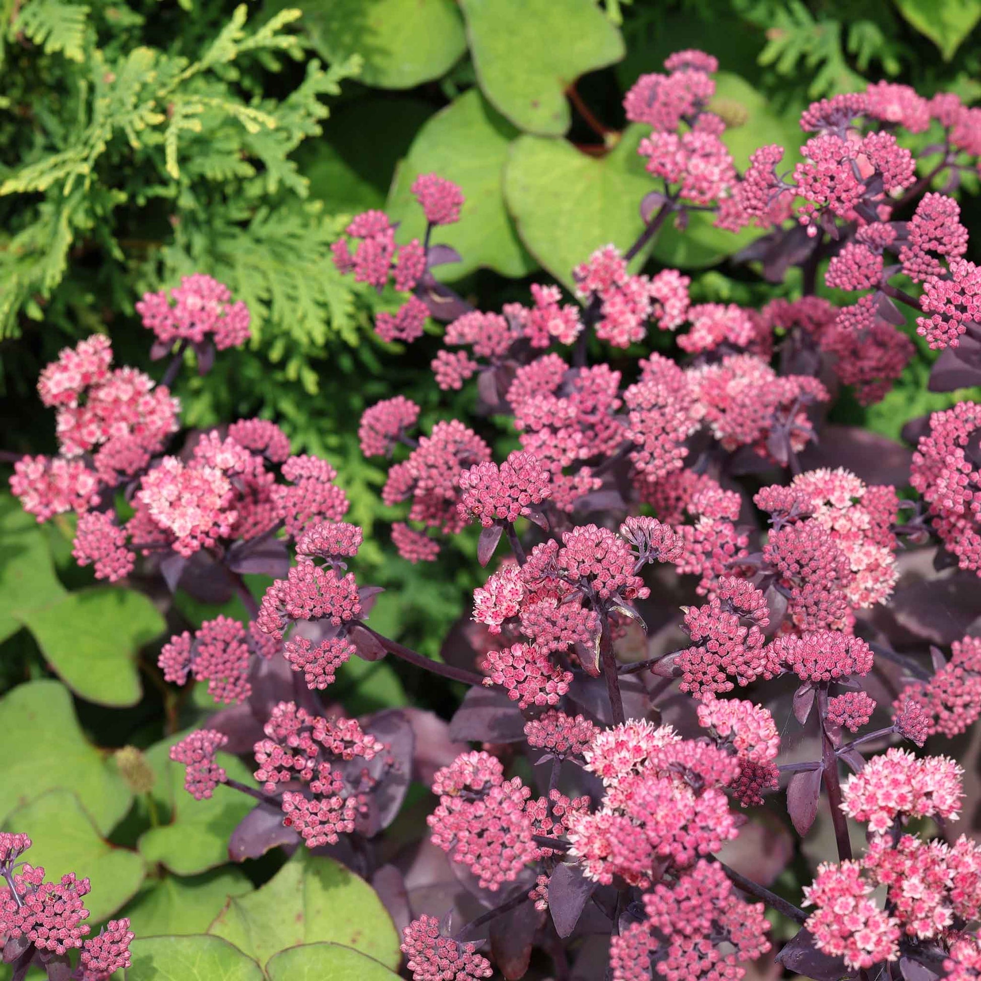 Sedum chocolate cherry with deep pink blooms and dark green leaves in a garden.