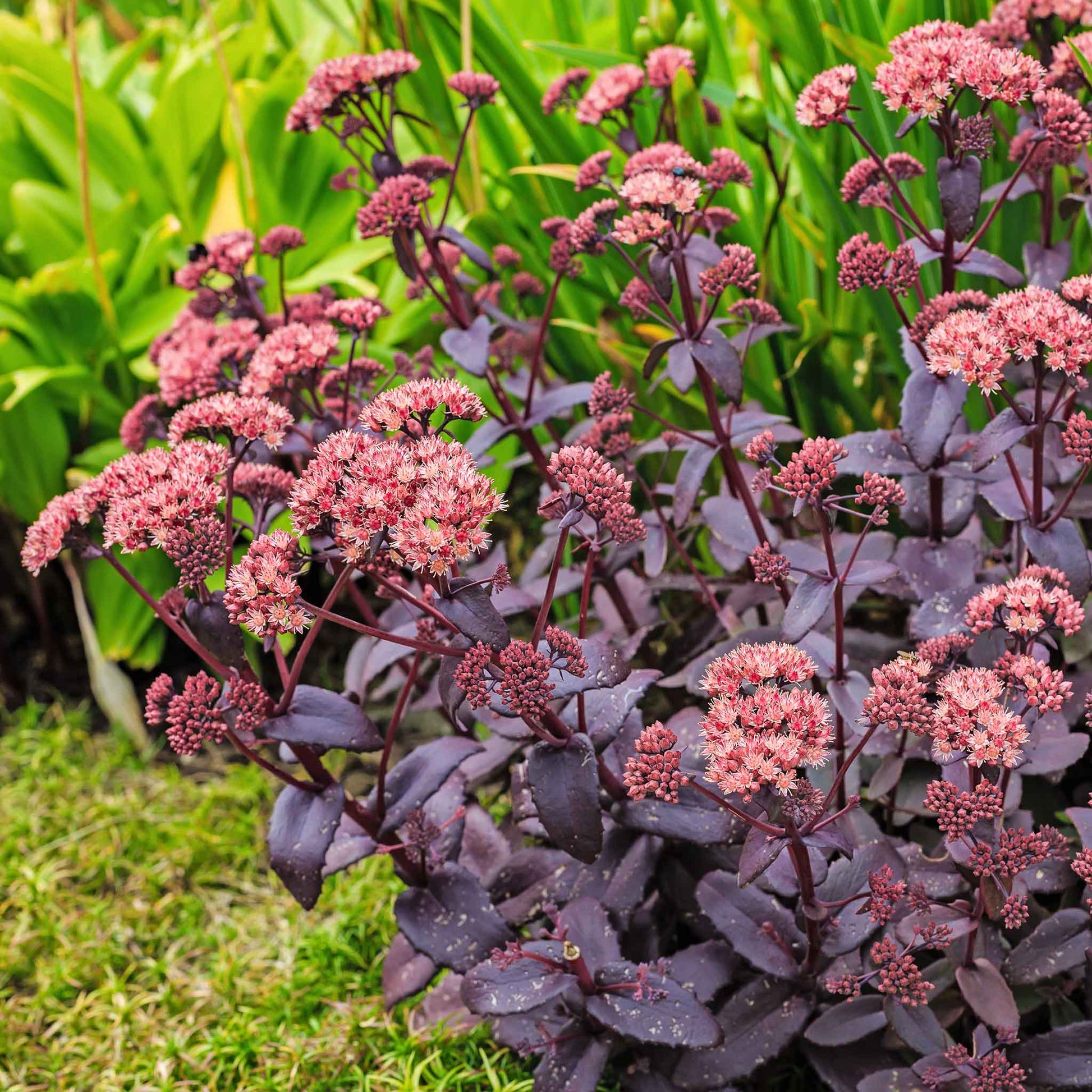 Sedum chocolate cherry with pink blooms and dark burgundy foliage in a garden setting.