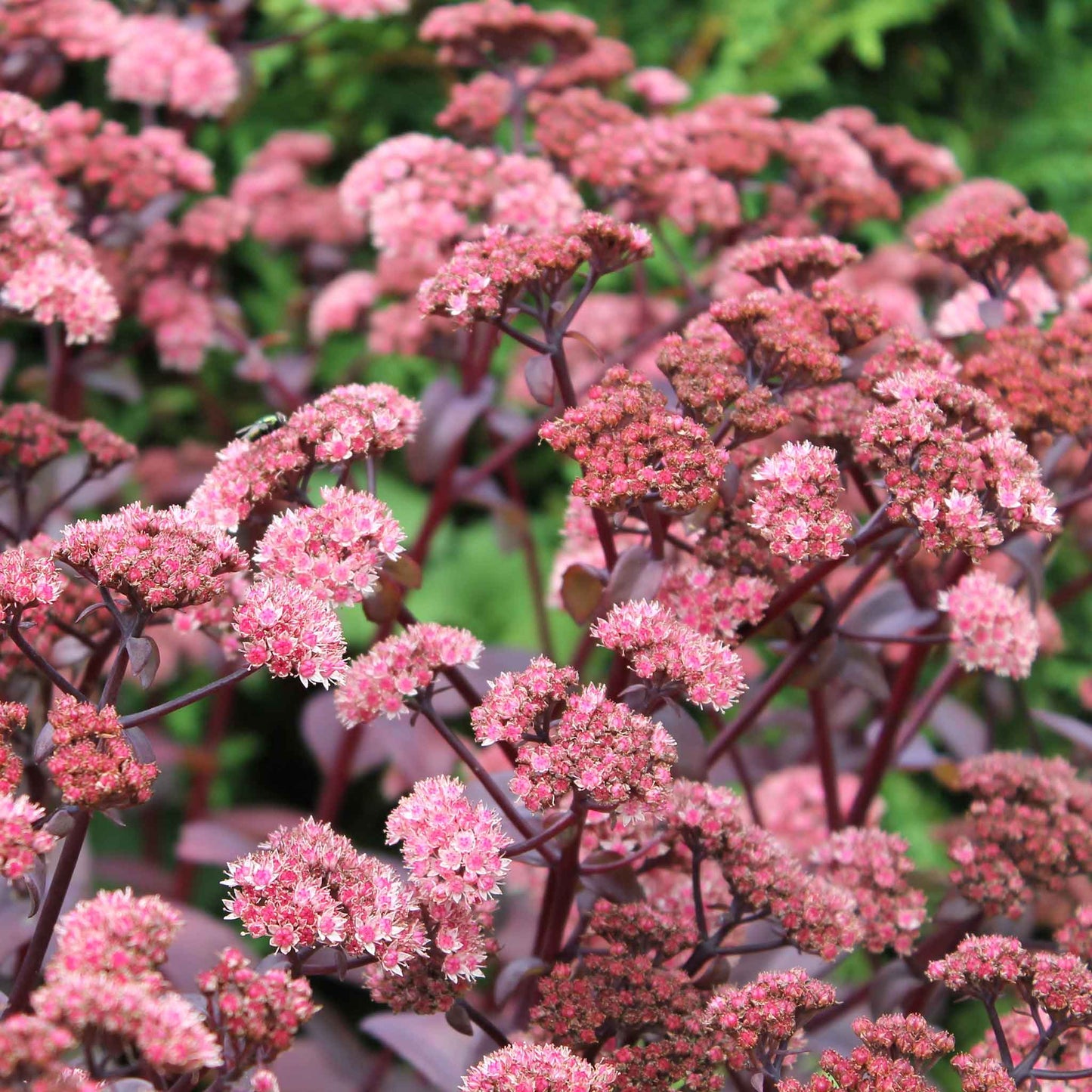 Sedum chocolate cherry close-up with tightly packed pink blooms and dark leaves.